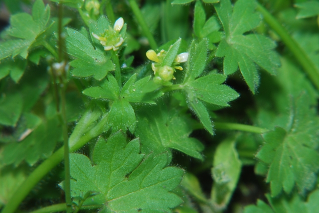 Ranunculus parviflorus / Ranuncolo pargoletto